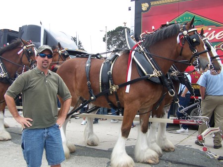 Budweiser Horse in Monterey