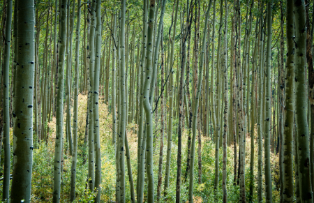 Frank Rowan's album, Colorado Mountains