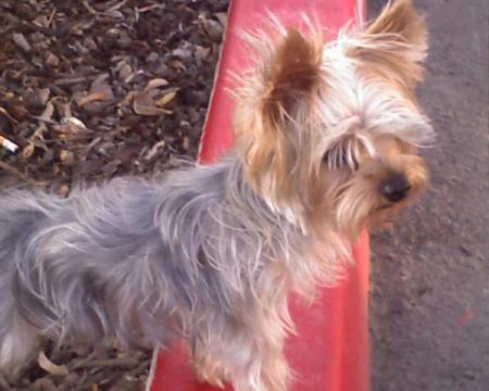 YORKIE FULL BREED