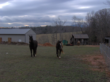 horses and barns