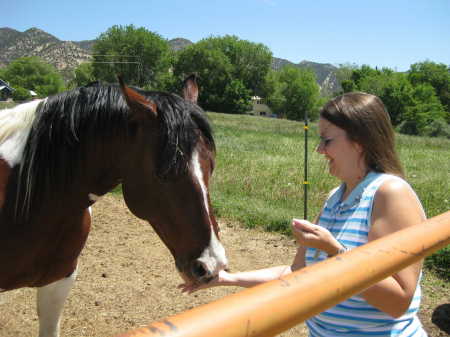 Horses Feeding