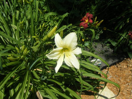 2008_0706mygarden0010