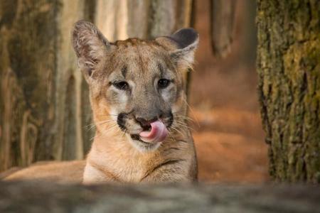 "Lucy" The Florida Panther-A few months old