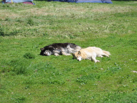 our mom & daughter dogs suntanning