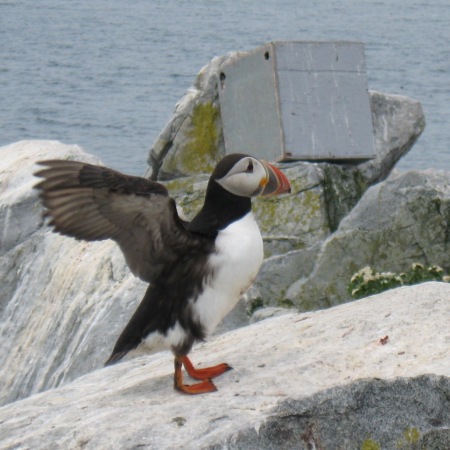 Atlantic Puffin