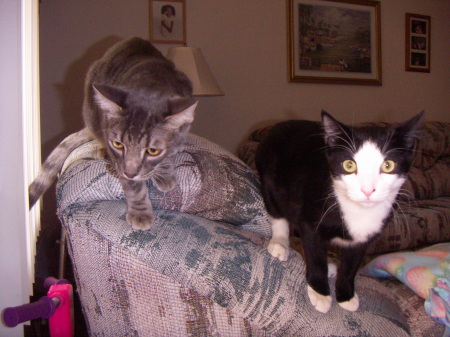 Mimi (left) and Ninja (right)