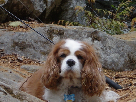 Smiley the dog