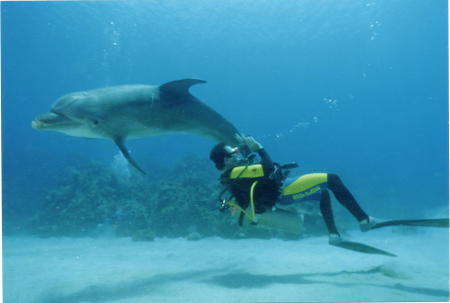 Diving with Dolphin "Roatan-Honduras"