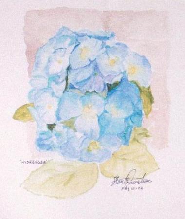 Hydrangea