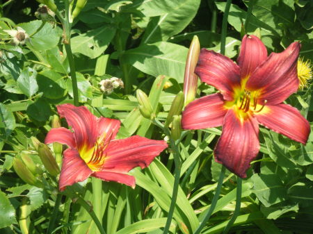 2008_0706mygarden0015