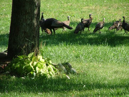 Mother and babies sunbathing in our front yard