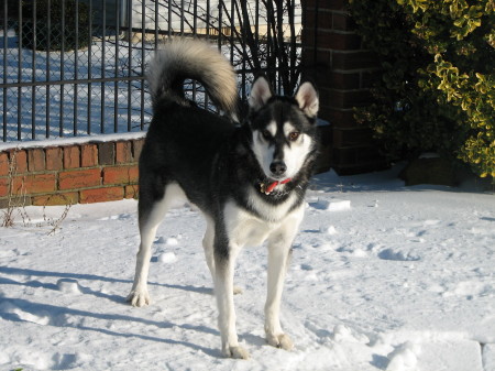 Brady (Parent's Backyard)