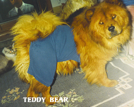 Ted E Bear