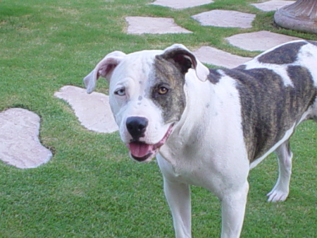 Eddie- my American Pit Bulldog Mix