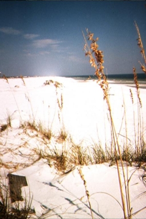 A Navarre Beach Sand Dune