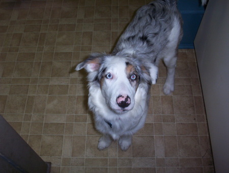 Australian Shepherd