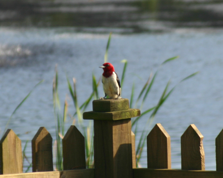 Back Yard Bird