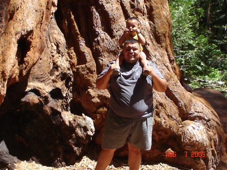 Giant Sequoia