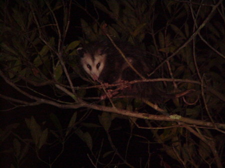 The Phantom Possum!!