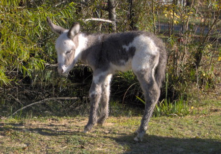 new baby donkey