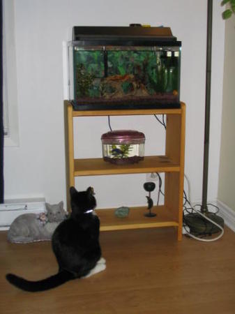 Milo looking at one of my aquariums