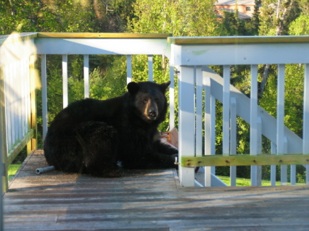 There is a Bear on my porch