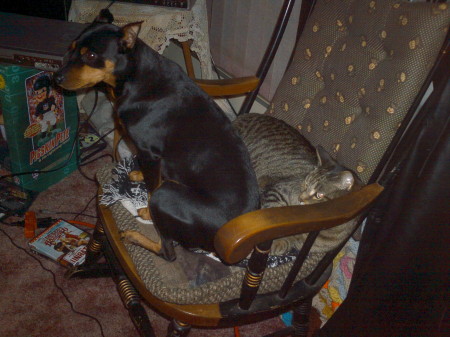 My pets, Sasha and her pal Tigger