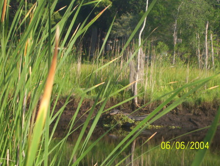 This gator lives in my back yard