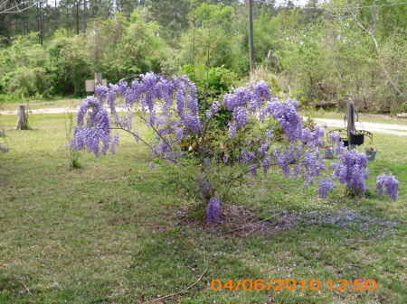 wysteria