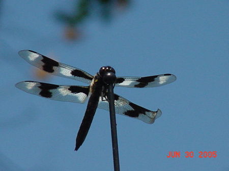 dragonfly of sorts?