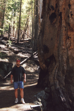 Yosemite Ntl Park - Sequoias