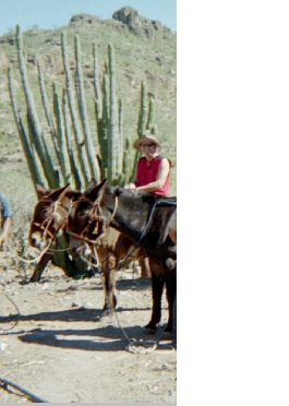 Mule ride in Baja