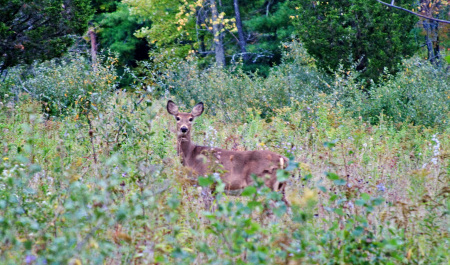 deer in field