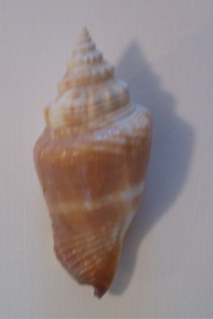 shell