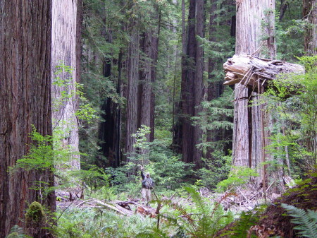 REDWOODS