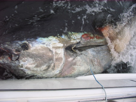 The 800 lb. bluefin tuna we caught