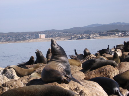 A day in Monterey 2005