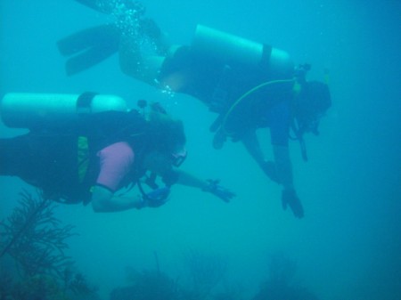 Bimini diving