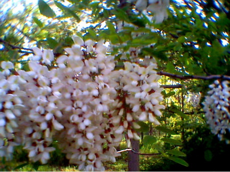 Flowering Trees in Kansas 2005