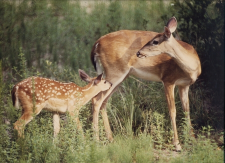 DOE AND FAWN (COPYRIGHTED) CHRIS WEBB