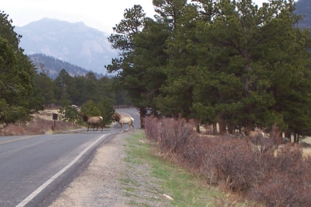 Elk at Rocky Mt Nat Park