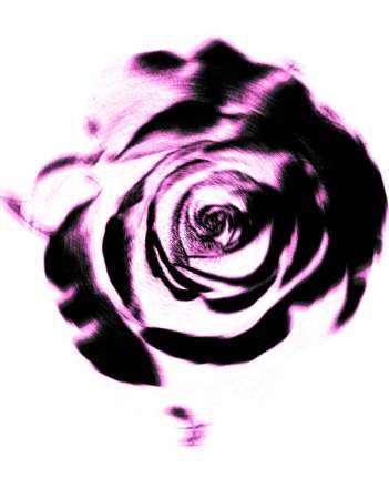 rose-in-motion--cm