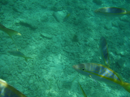 snorkeling