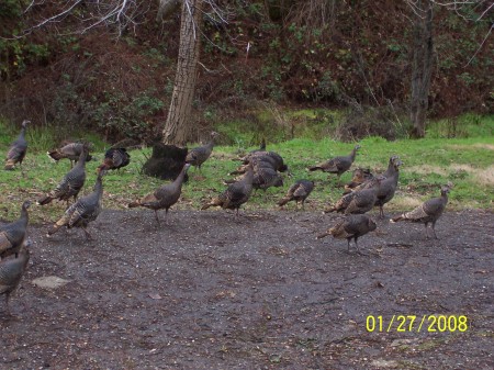 Wild Turkeys running on the Property