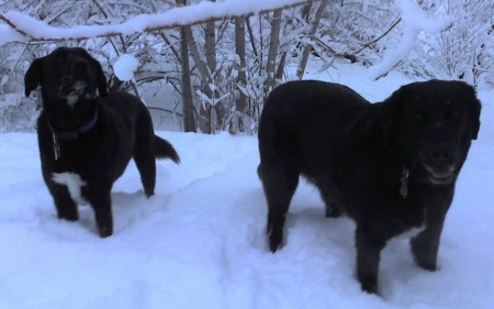 dogs snow2
