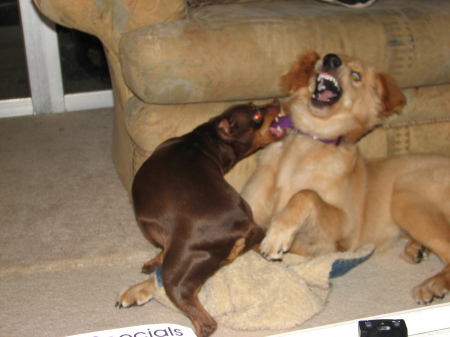 my dogs playing