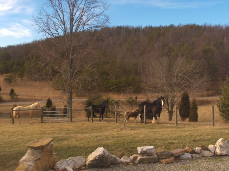 My horses at my Dads in West Virginia