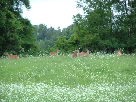 Deer in our back yard