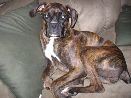 my boxer "MOLLY"