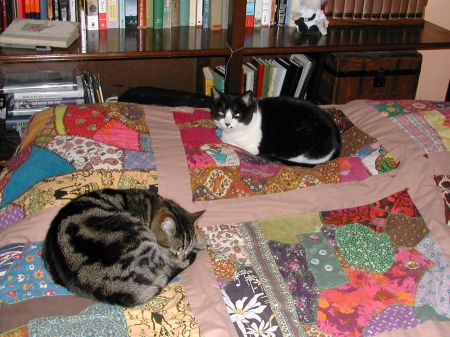 Cats on Quilt